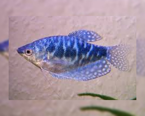 Peixe Tricogaster Azul Pct 10 Und