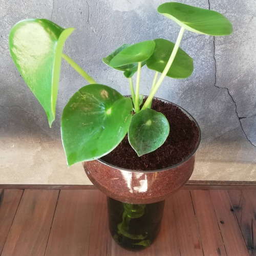 Imagen 5 de 6 de Cuchara Little Plant 27 Sin Soporte. Maceta Autorregante