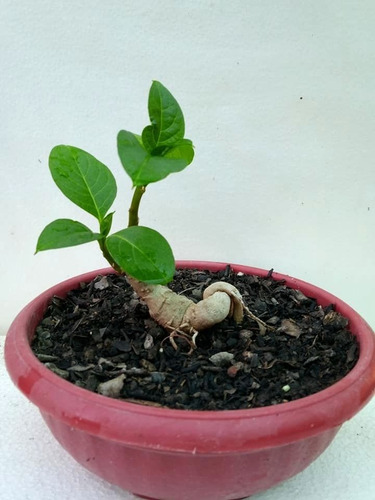 Pre Bonsai De Ombu