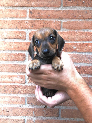 Imagen 2 de 5 de Lindos Salchichas Dachshund Miniatura