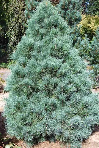 comprar 100 Gramos De Semillas Pinus Ayacahuite - Pino Navideño 931a