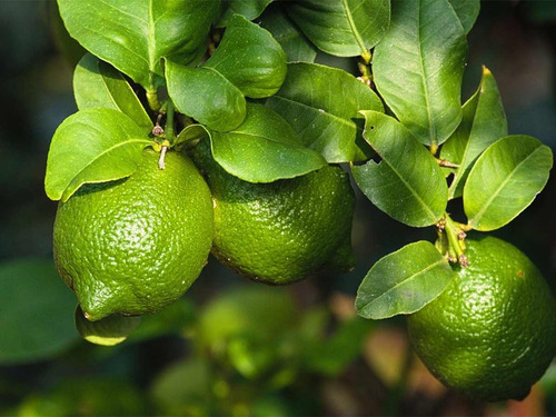 Arbol De Limon Criollo, Mas Semillas