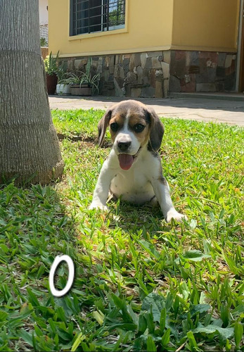 Cachorro Beagle