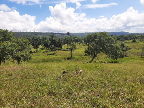 Fazenda 41 Ha 3km Do Asfalto Catu - Ba 