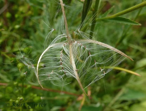 30 Semente Epilóbio Epilobium Parviflorum Prostata P/ Mudas