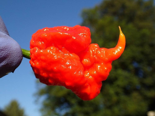 300 Semillas De Carolina Reaper (super Picante)