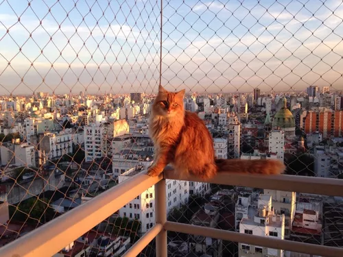 Red de proteccion de ventanas para gato