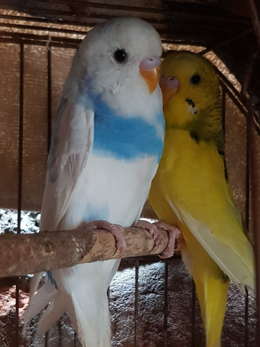 Hermosos Periquitos Australianos