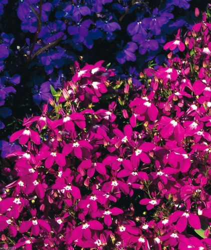 Semillas De Lobelia Rosamund Rosa Para Macetas Y Cestas