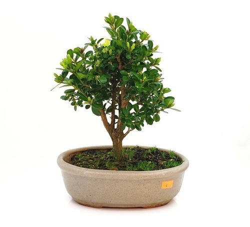 Bonsai Planta Buxus 12 Año 30cm Maceta Cerámica Esmaltada N4