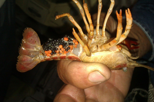 Imagen 6 de 7 de Tina De Cria De Langosta O Langostino Equipo Completo C/todo