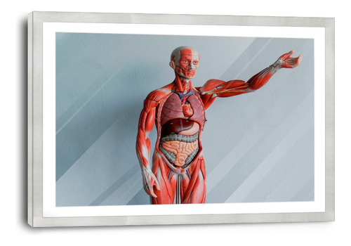 Marco De Poliuretano Con Poster Anatomia Del Cuerpo 45x70cm
