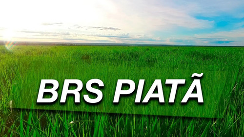 Sementes Capim Piatã 20kg - Pastagem Exelente