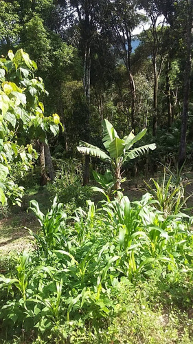 Imagem 9 de 12 de Chácara À Venda Em Juquitiba Com Nascente 7.000 M² Ótimo Acesso