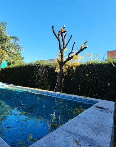 Poda De Arboles Tala Extracciones Whatsap 1528694955