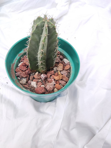 Stenocereus Pruinosus{pitayo}