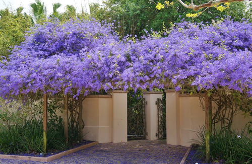 Imagem 4 de 5 de Muda De Flor De São Miguel - Petrea Volubilis - Trepadeira