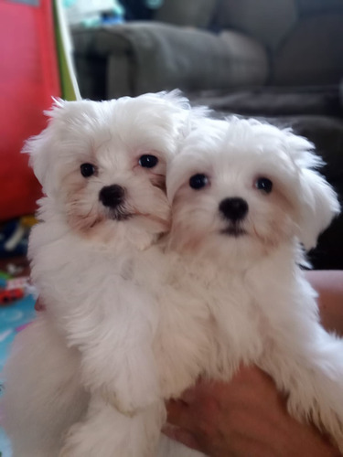 Hermoso Cachorro Maltés Inscrito En El Kcc .