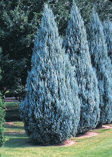 Juniperus Scopulorum Blue Heaven