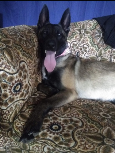 Cachorros, Pastor Belga Malinois Disponibles.