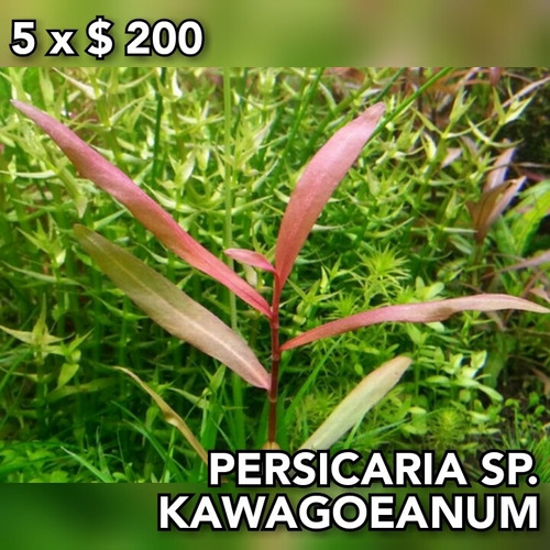 Persicaria Sp. Kawagoeanum Planta Acuario Plantado.