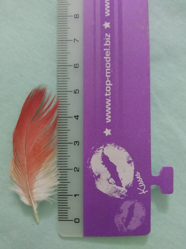 Imagen 1 de 1 de Pluma Roja De Yaco Original