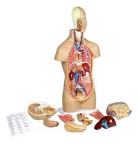 Comprar Vision Scientific Vat106 12 Partes De Torso Humano Sin Sexo