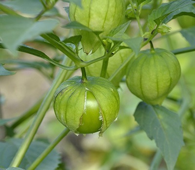100 Semillas De Tomatillo Verde