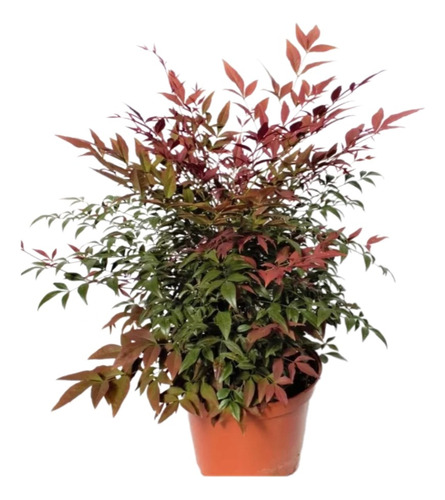 Nandina Domestica, Bambú Sagrado, Bambú Divino  10lts