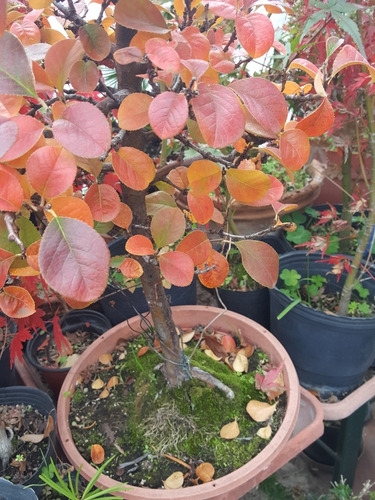 Bonsai De Pseudocydonia Sinensis Membrillero Rojo Otoñal