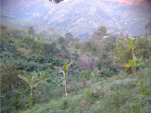 Se Vende Finca En Pijao Quindío