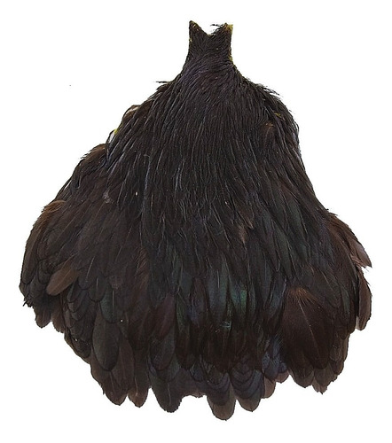 Cuello De Gallina Metz Atado De Moscas Strikefly