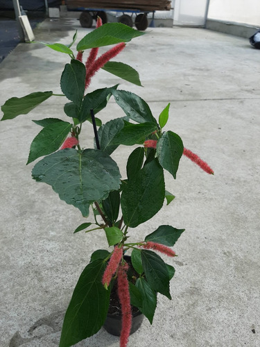 Acalypha Hispida - Rabo De Gato