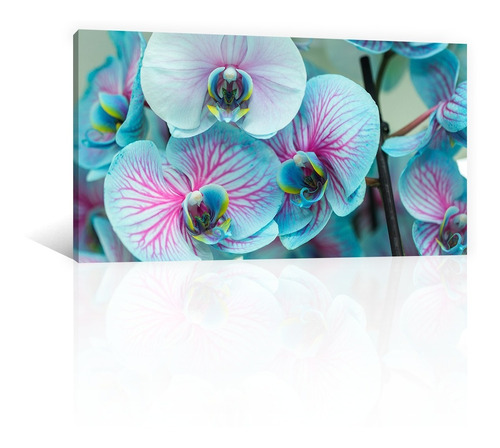 Cuadro Decorativo Canvas Naturaleza Flores Orquideas Azules | Meses sin  intereses