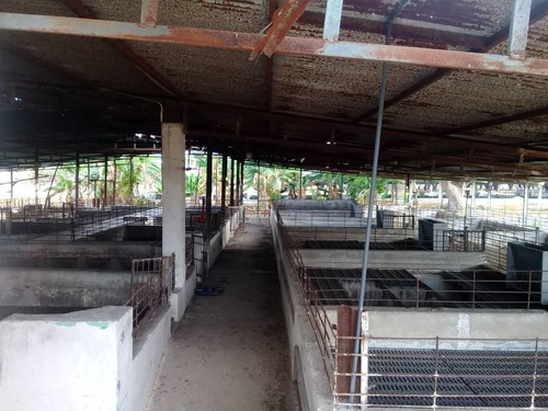 Imagen 7 de 14 de Finca En Tinaquillo . Edo Cojedes Glira