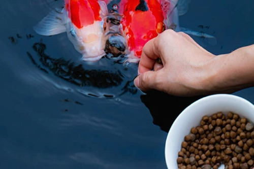 Alimento Profesional Para Peces Koi Platinum Pro 14 Lb