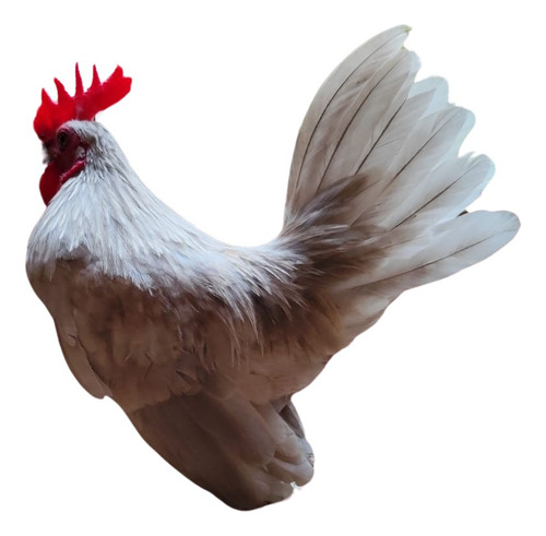 Gallito Kikiriki