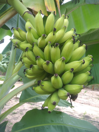 Vendo Casa .com Pequeno Sitio Frutífero E Casa Do Caseiro