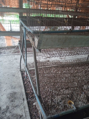 Imagen 4 de 5 de Casas Pára Ponedoras Con Capacidad Para 64