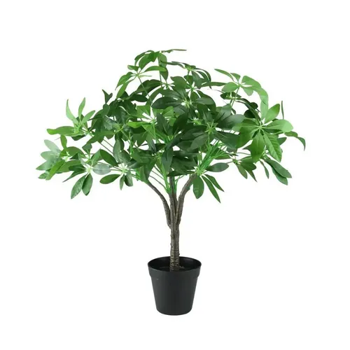 Schefflera Arboricola-muda Jardim | MercadoLivre