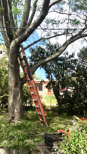Imagen 6 de 10 de Poda Y Tala De Árboles Canelones, Parque Del Plata