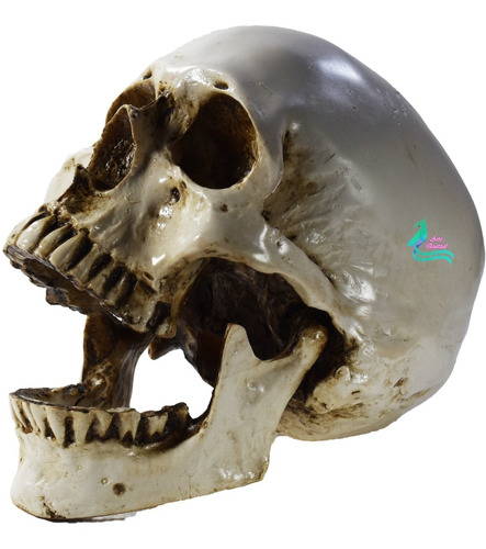 Cráneo Humano De Resina, Mandíbula Articulada , Envió Gratis