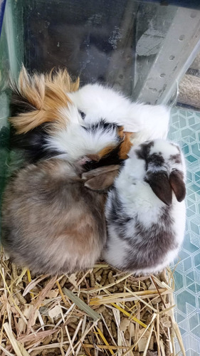Alimento Para Mascotas Conejo Congelado