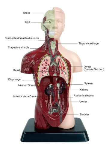 Modelo De Anatomía Del Torso Humano Para La Enseñanza