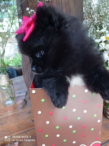 Filhote De Lulu Mini Com Atestado Veterinário