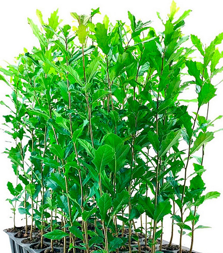 Encino Siempre Verde 8 Pzs Desde Semilla En Cono 10cm Aprox