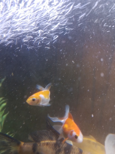 Peces De Agua Fria Shubunkin Cometas Y Goldfish De 2cm Varios