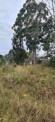 Imagen 2 de 8 de Terreno Muy Grande Y Nivelado, Ideal Vivienda Comercio. Sobre Calle Avenida Nogueira A Dos Cuadras De Ruta Interbalnearia Zona De Crecimiento Y Muy Tranquila.