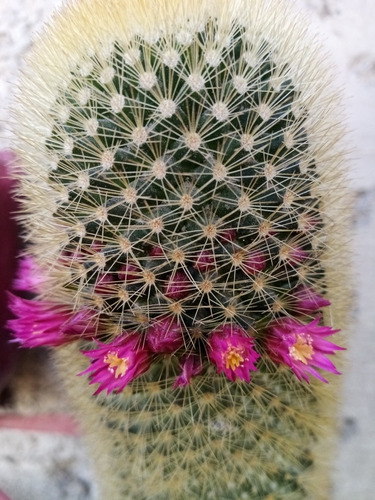 Set De 8 Cactus Enraizados A Elegir
