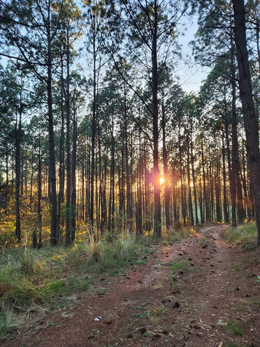 Campo De 3 Y 4 Hectáreas Con La Posibilidad De Construir Para Proyecto Turístico, Y Holístico, Hermosa Arboleda De Pinos Y Paisaje Extraordinario, Tranquilidad Y Naturaleza, Estanques Naturales